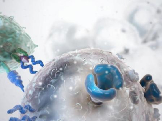 ¿Se puede mejorar la inmunoterapia contra el cáncer? – Salud y Medicina